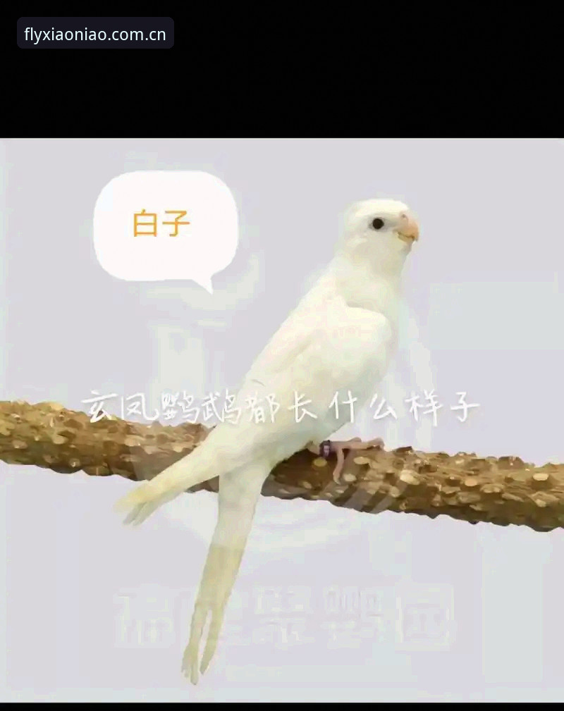 小鸟APP怎么安装？从零开始的新手完整安装指南